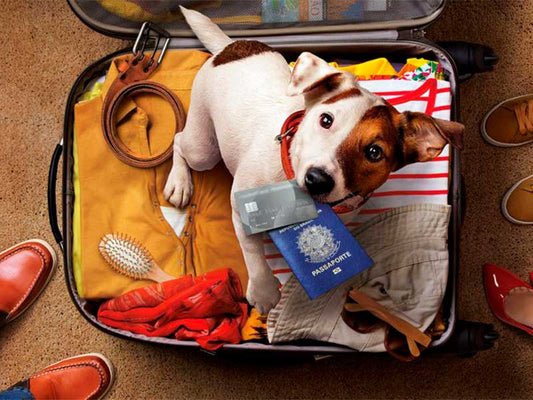 ¿Como viajar en coche?
