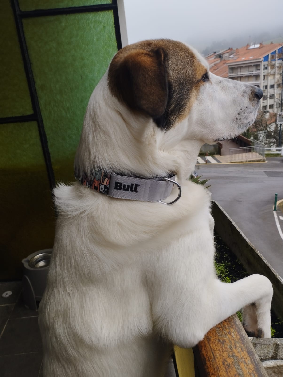 Collar para Perros - ClubDog