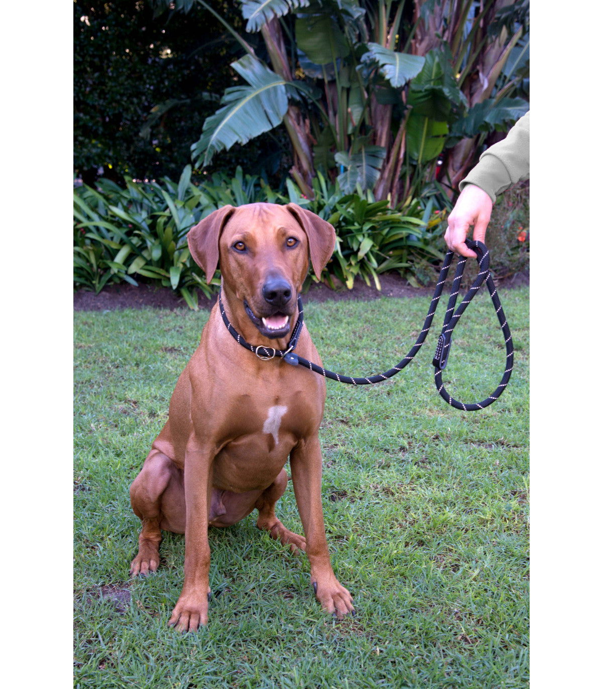 Correa y Collar Rope - Rogz