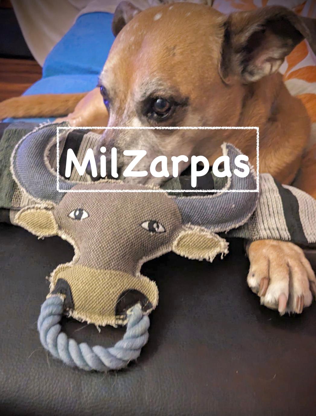 TXAKURRENTZAKO JOSTAILUA - ZEZENA