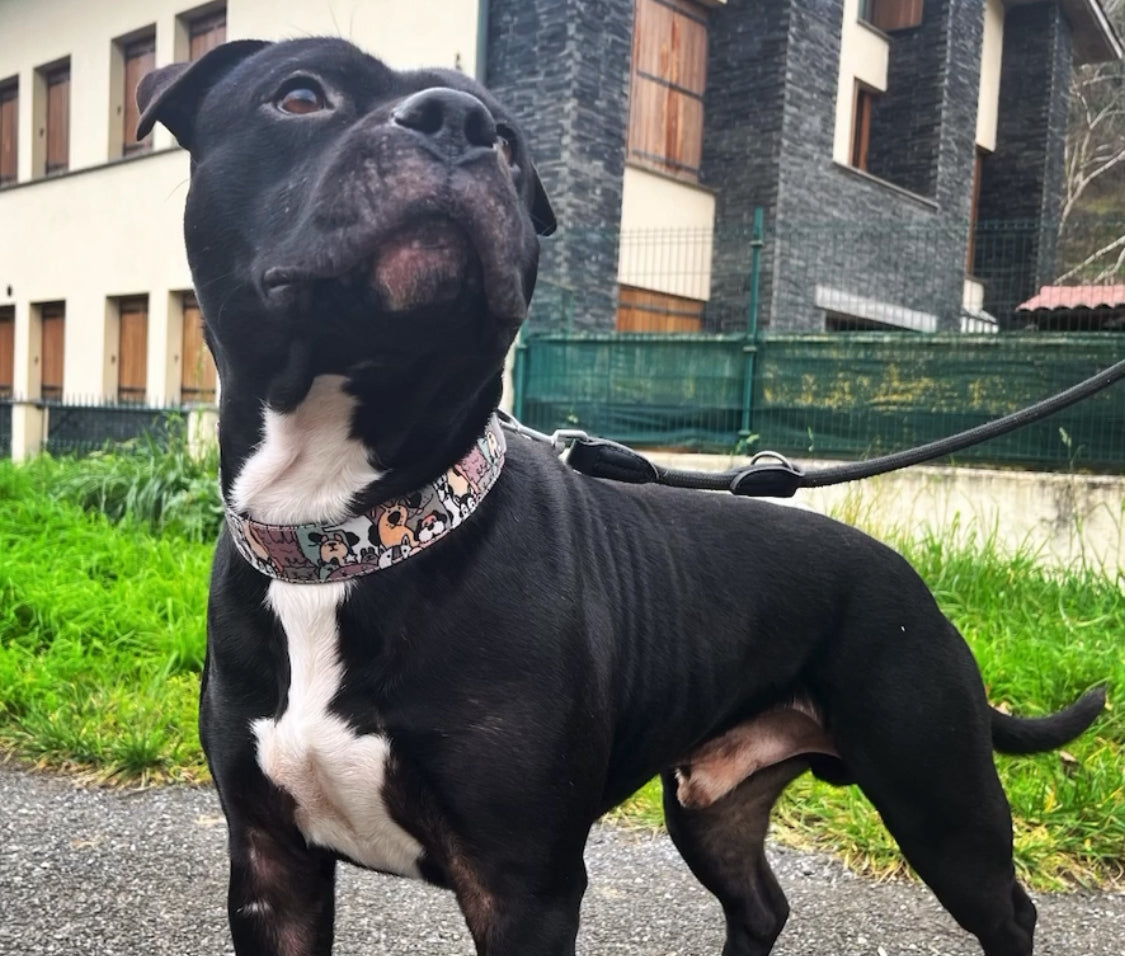 Collar para Perros - ClubDog