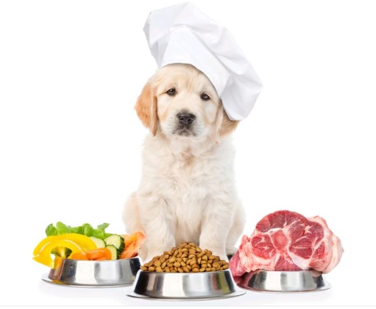 La alimentación para perros y gatos