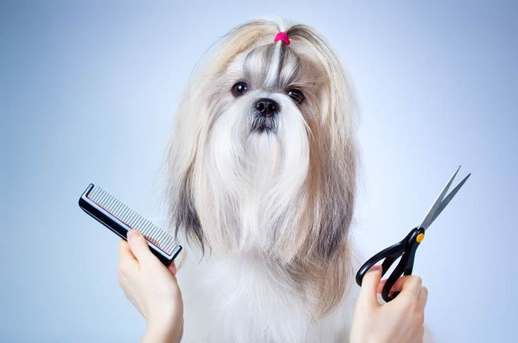 ¿Cortarle el pelo?