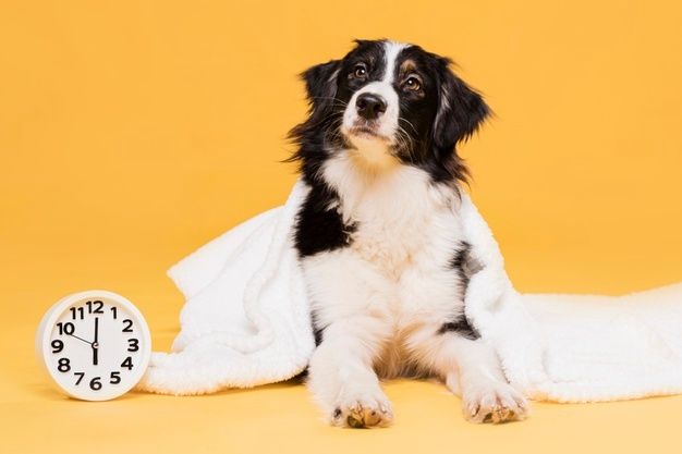 El baño para perros y gatos