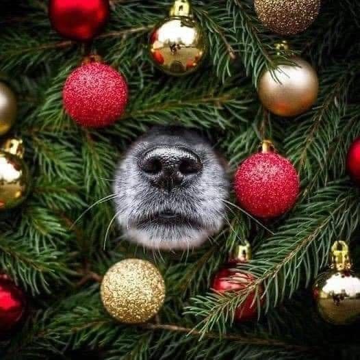 Caja Navideña para Gatos